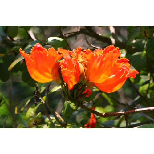 SAFLAX  - Tulpenbaum - Spathodea - 30 Samen 2