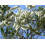 SAFLAX  - Australischer Teebaum - Melaleuca - 400 Samen 2