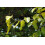 SAFLAX  - Würgefeige - Ficus - 20 Samen 6