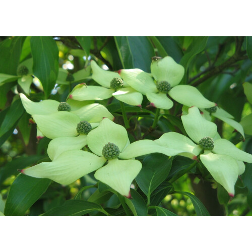 SAFLAX  - Asiatischer Hartriegel - Cornus - 30 Samen 2