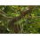 SAFLAX  - Würgefeige - Ficus - 20 Samen 5