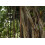 SAFLAX  - Würgefeige - Ficus - 20 Samen 3