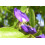 SAFLAX  - Afrikanischer Blauregen - Bolusanthus - 15 Samen 5