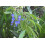 SAFLAX  - Afrikanischer Blauregen - Bolusanthus - 15 Samen 6