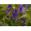 SAFLAX  - Afrikanischer Blauregen - Bolusanthus - 15 Samen 4