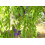 SAFLAX  - Afrikanischer Blauregen - Bolusanthus - 15 Samen 3