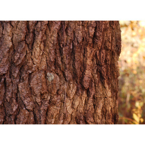 SAFLAX  - Amberbaum - Liquidamber - 100 Samen 2