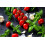 SAFLAX  - Tomate - Borghese - Solanum - 10 Samen 7