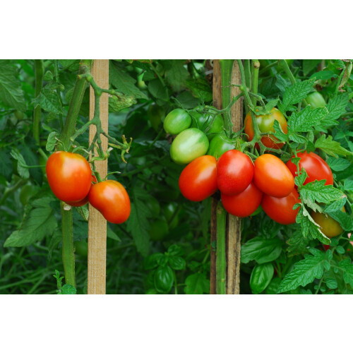 SAFLAX  - Tomate - Borghese - Solanum - 10 Samen 2