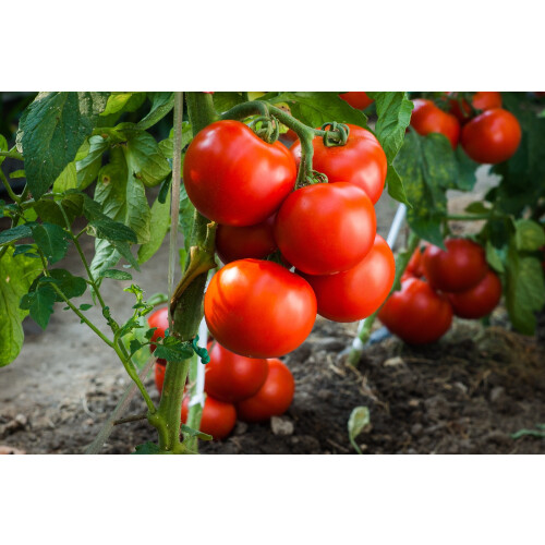 SAFLAX  - Tomate - Berner Rose - Solanum - 10 Samen 2