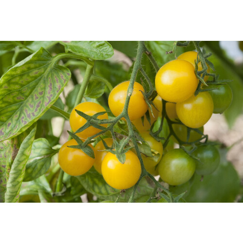 SAFLAX  - Tomate - Golden Queen - Solanum - 15 Samen 2