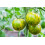 SAFLAX  - Tomate - Green Zebra - Solanum - 10 Samen 2