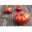 SAFLAX  - Tomate - Marmande - Solanum - 10 Samen 2