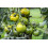 SAFLAX  - Tomate - Green Zebra - Solanum - 10 Samen 7