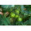 SAFLAX  - Tomate - Green Zebra - Solanum - 10 Samen 4