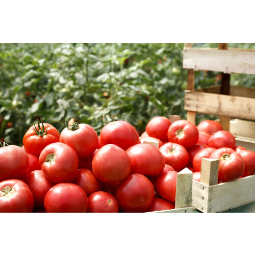 SAFLAX  - Tomate - Saint Pierre - Solanum - 15 Samen 2