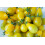 SAFLAX  - Tomate – Submarine - Solanum - 10 Samen 7