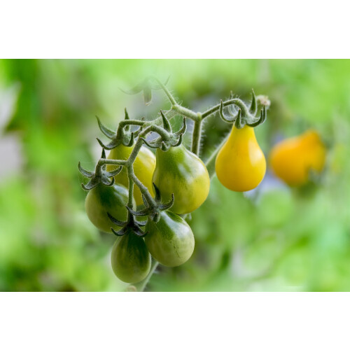 SAFLAX  - Tomate – Submarine - Solanum - 10 Samen 2