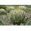 SAFLAX - BIO - Carciofo - Imperial Star - 5 semi - Cynara 6