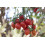 SAFLAX  - Tomate - Roma - Solanum - 15 Samen 5