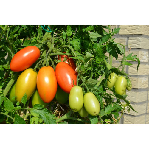 SAFLAX  - Tomate - Roma - Solanum - 15 Samen 2