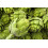 SAFLAX - BIO - Carciofo - Imperial Star - 5 semi - Cynara 4