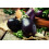 SAFLAX  - Aubergine - Black Beauty - Solanum - 25 Samen 2