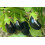 SAFLAX  - Aubergine - Black Beauty - Solanum - 25 Samen 3