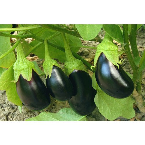 SAFLAX  - Aubergine - Black Beauty - Solanum - 25 Samen 2