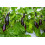 SAFLAX  - BIO - Aubergine - Longue violette - 20 graines - Solanum 6