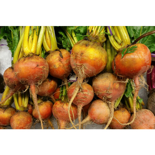 SAFLAX  - Goldene Rote Beete - Beta - 50 Samen 1