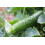 SAFLAX  - BIO - Concombre - Marketmore - 20 graines - Cucumis 5