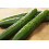 SAFLAX  - BIO - Concombre - Marketmore - 20 graines - Cucumis 4