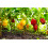 SAFLAX  - Paprika – Wonder - Rot - Capsicum - 20 Samen 5