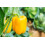 SAFLAX  - Paprika – Wonder - Gold - Capsicum - 20 Samen 2