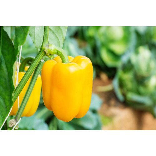 SAFLAX  - Paprika – Wonder - Gold - Capsicum - 20 Samen 1