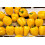 SAFLAX  - Paprika – Wonder - Gold - Capsicum - 20 Samen 6