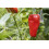 SAFLAX  - Paprika – Marconi - Capsicum - 20 Samen 3
