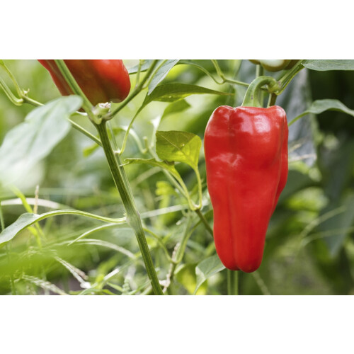 SAFLAX  - Paprika – Marconi - Capsicum - 20 Samen 2