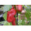 SAFLAX  - Paprika – Marconi - Capsicum - 20 Samen 7