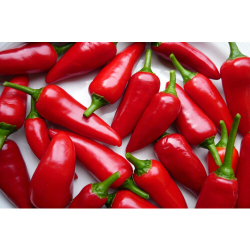 SAFLAX  - BIO - Piment - Barak - 15 graines - Capsicum 2