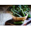 SAFLAX  - Chili – Jalapeno - Capsicum - 20 Samen 5