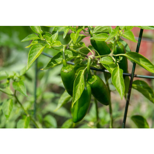 SAFLAX  - Chili – Jalapeno - Capsicum - 20 Samen 2