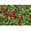 SAFLAX  - Chili – Jalapeno - Capsicum - 20 Samen 7
