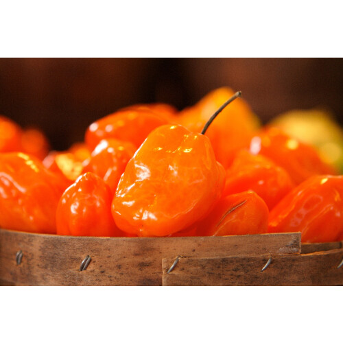 SAFLAX  - Chili – Habanero - Capsicum - 20 Samen 1