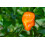 SAFLAX  - Chili – Habanero - Capsicum - 20 Samen 3