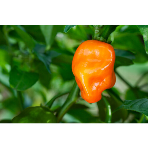SAFLAX  - Chili – Habanero - Capsicum - 20 Samen 2