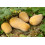 SAFLAX  - BIO - Courge - Butternut - 6 graines - Cucurbita 3