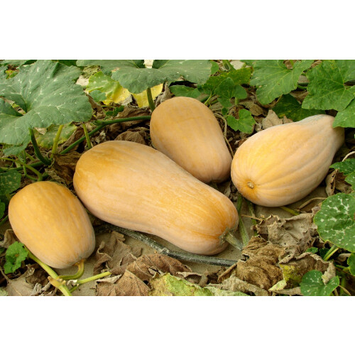 SAFLAX  - BIO - Courge - Butternut - 6 graines - Cucurbita 2