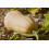 SAFLAX  - BIO - Courge - Butternut - 6 graines - Cucurbita 7